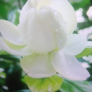 Meet your Posher, Devan